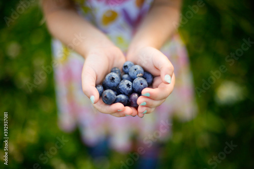 Handful of Freshly Picked Blueberries from a Blueberry Farm photo