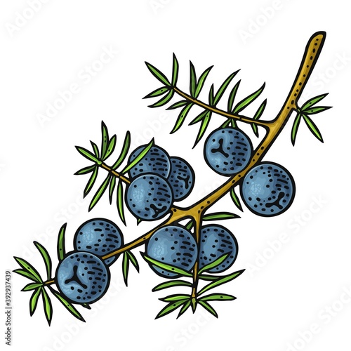Branch of Juniper with berries. Vintage vector color engraving