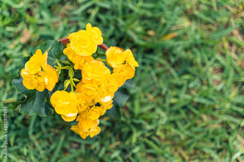 Little plant with yellow flowers in a pot photo