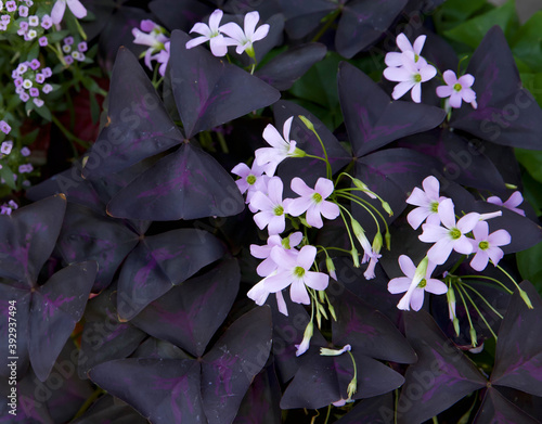 Giant show stopping  purple triangularis oxalis, shamrocks, in vintage garden containers. photo