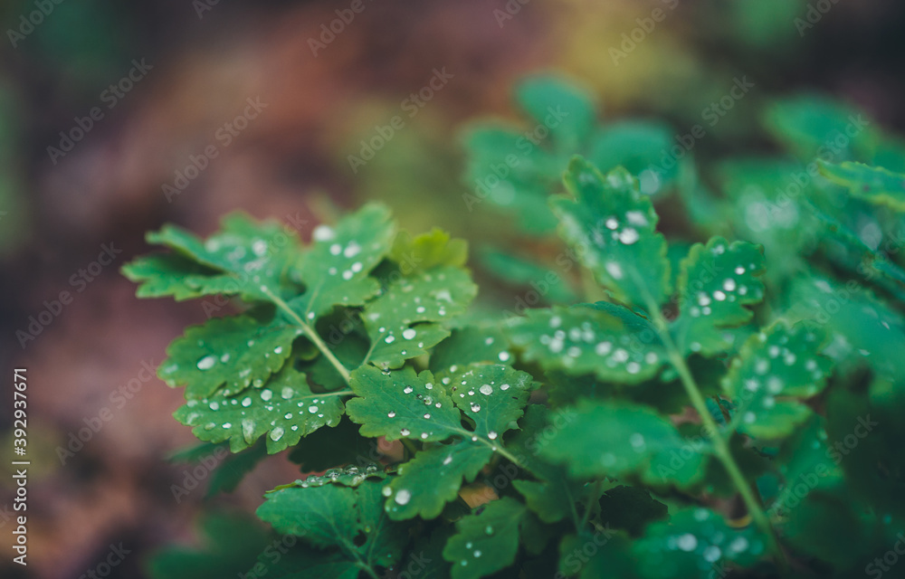 Autumn scene. Forest plants with raindrops on them. Autumn scene. Forest plants with raindrops on them.