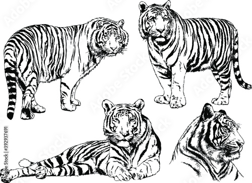 vector drawings sketches different predator   tigers lions cheetahs and leopards are drawn in ink by hand   objects with no background  