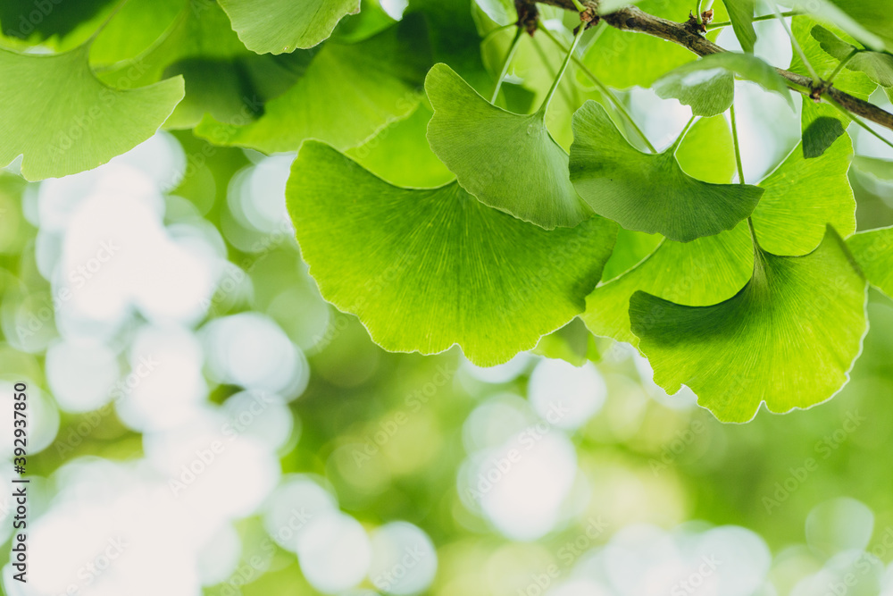 Close-up brightly wet green leaves of Ginkgo tree (Ginkgo biloba), known as ginkgo or gingko in soft focus against background of blurry foliage.