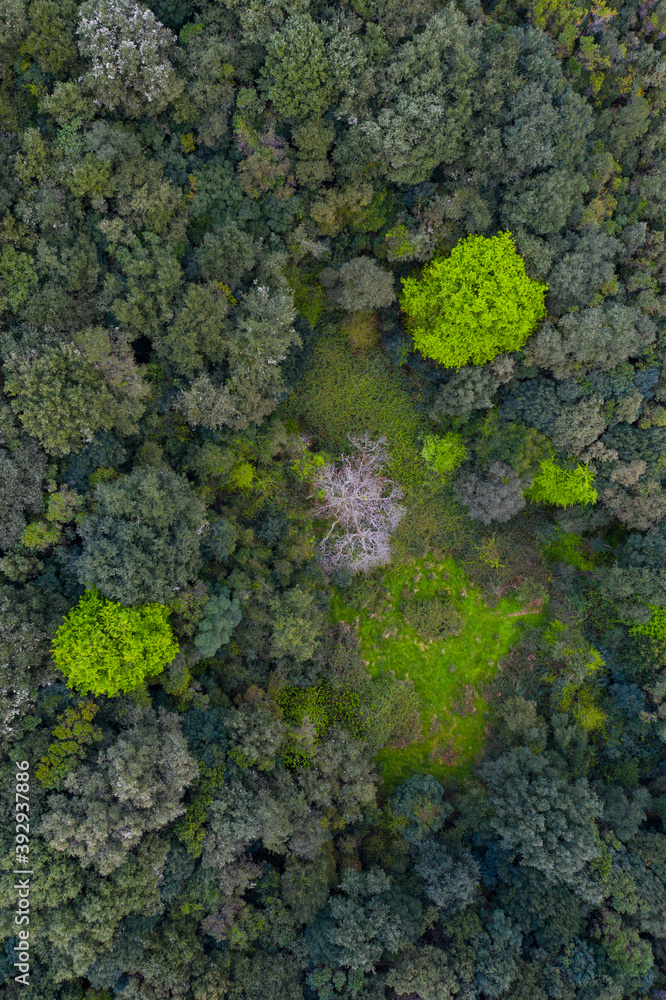 Springtime, Encinar Cantábrico, Oak, Liendo, Liendo Valley, Montaña Oriental Costera, Cantabria, Spain, Europe Springtime, Encinar Cantábrico, Oak, Liendo, Liendo Valley, Montaña Oriental Costera, Cantabria, Spain, Europe
