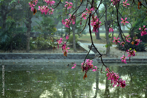 Beautiful and serene pink flowers falling in the lake