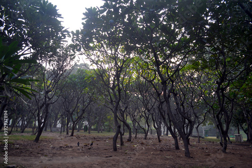 Horrific cluster of dry and texture trees in dirt path