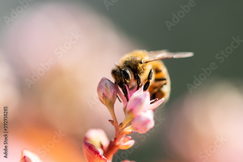 Honey bee on pink flower macro picture for cover and background purpose. Honey bee suckling nectar