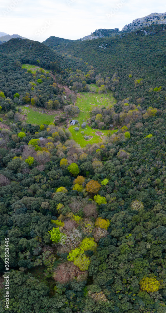 Springtime, Encinar Cantábrico, Oak, Liendo, Liendo Valley, Montaña Oriental Costera, Cantabria, Spain, Europe Springtime, Encinar Cantábrico, Oak, Liendo, Liendo Valley, Montaña Oriental Costera, Cantabria, Spain, Europe