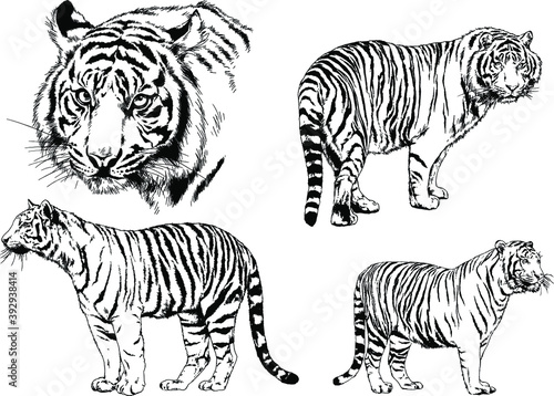 vector drawings sketches different predator   tigers lions cheetahs and leopards are drawn in ink by hand   objects with no background  
