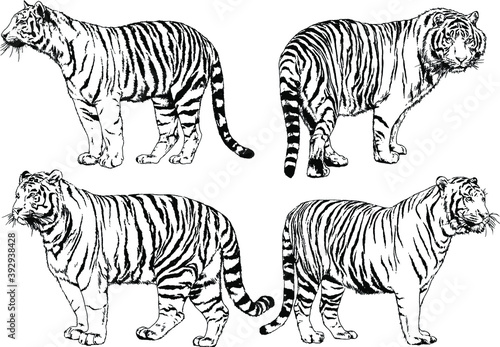 vector drawings sketches different predator   tigers lions cheetahs and leopards are drawn in ink by hand   objects with no background  
