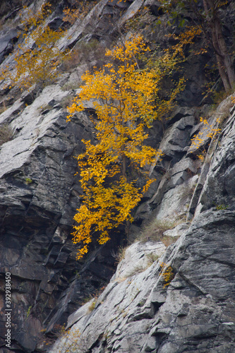 Tree growing out of a rock cliff face