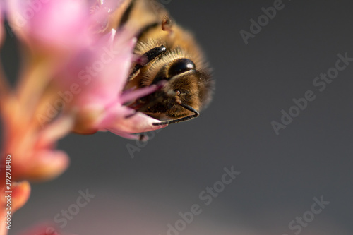 Honey bee on pink flower macro picture for cover and background purpose. Honey bee suckling nectar © PAOLO