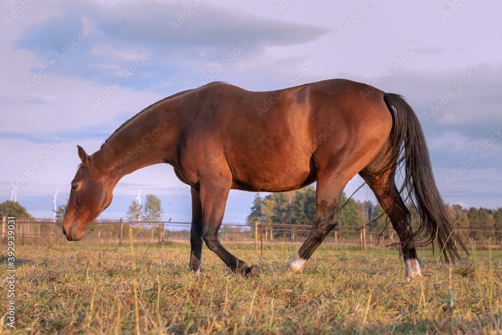 Obraz premium Fox brown horse