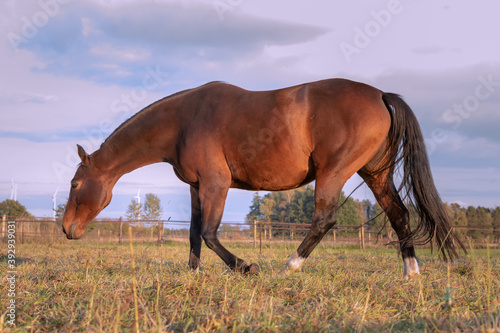 Fox brown horse © Randy van Domselaar