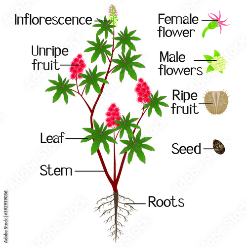 Parts of red castor plant isolated on a white background.