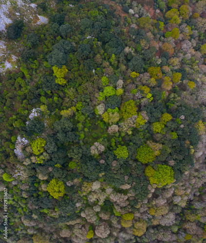 Forest in springtime, La Cubilla Cave, Sámano, Castro Urdiales Municipality, Cantabria, Spain, Europe