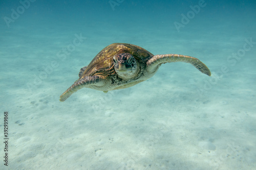 Sea turtle in the tropical seas photo