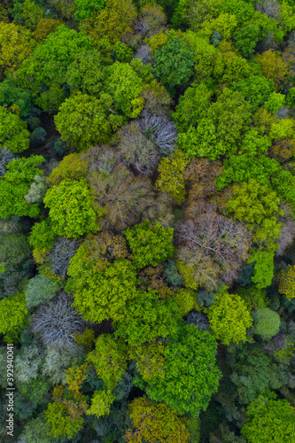 Oak forest, Forest in springtime, Sámano, Castro Urdiales Municipality, Cantabria, Spain, Europe