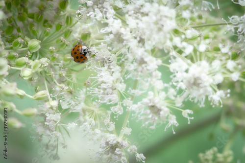 A Close Up Of A Ladybird On A Plant