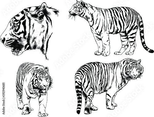 vector drawings sketches different predator , tigers lions cheetahs and leopards are drawn in ink by hand , objects with no background  © evgo1977