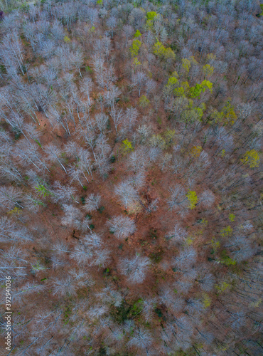 Springtime, Beech forest, Altube, Gorbeia Natural Park, Alava, Basque Country, Spain, Europe photo