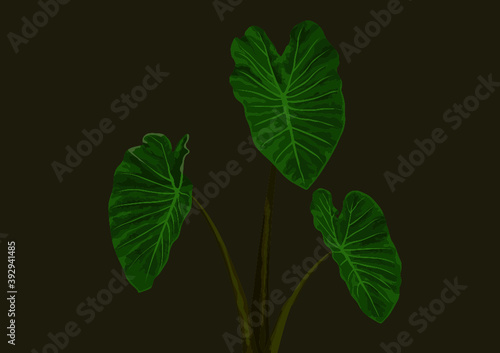 Hawaii Taro Leaf Triplet on removable background