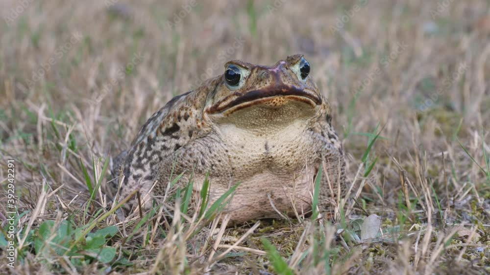 Portrait einer großen Agakröte, Bufo marinus, seitlich, frontal, mehrere Einstellungen, 50fps Portrait einer großen Agakröte, Bufo marinus, seitlich, frontal, mehrere Einstellungen, 50fps