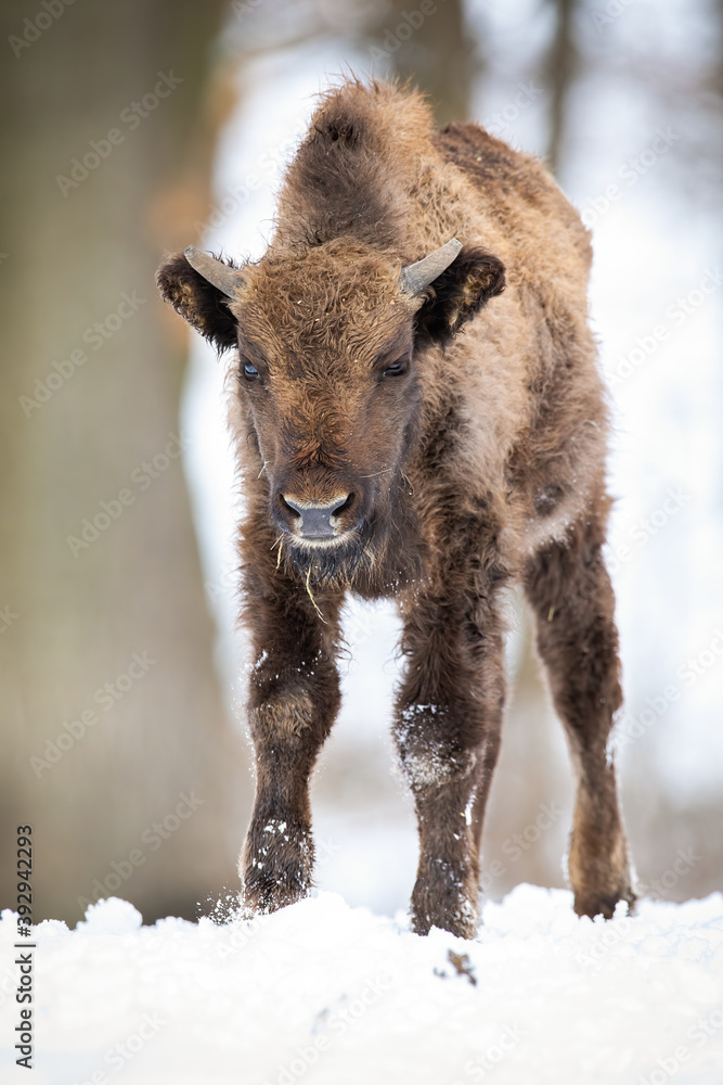 Young european bison, bison bonasus, approaching from front view on snow in winter forest. Vertical composition of brown furry mammal with horns coming closer in woodland. Animal wildlife in nature.