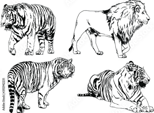Fototapeta Naklejka Na Ścianę i Meble -  vector drawings sketches different predator , tigers lions cheetahs and leopards are drawn in ink by hand , objects with no background	