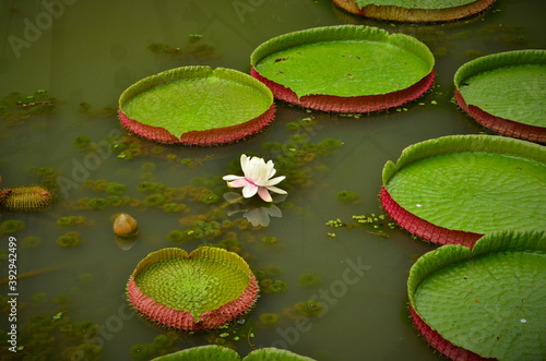 Canvas Print Pink lily pad flower in the garden