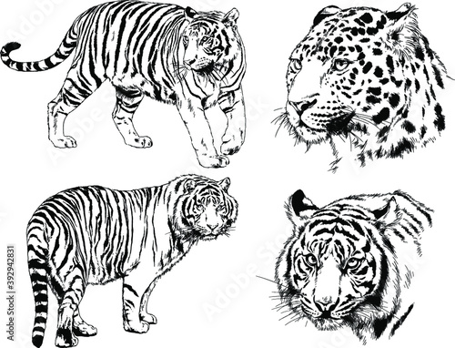 vector drawings sketches different predator   tigers lions cheetahs and leopards are drawn in ink by hand   objects with no background