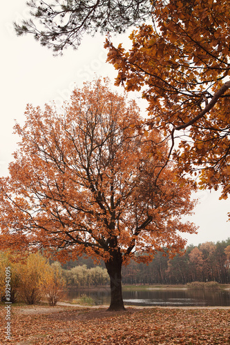 Tree with yellow crown  fallen leaves in autumn forest. Autumn concept  cold weather  sad lonely time