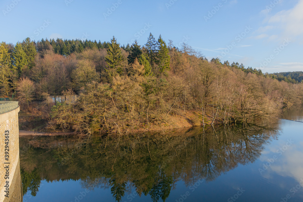 Trees and forests at a lake during midday sunlight in winter