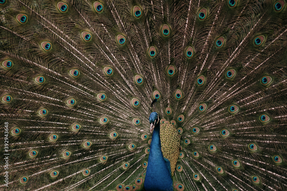Fototapeta premium peacock with feathers out