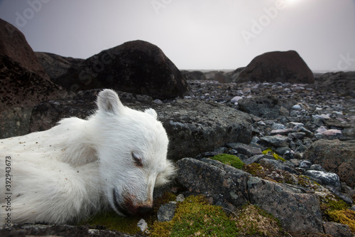 Dead Polar Bear Cub  Svalbard