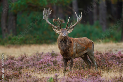 Obraz na plátně Red deer (Cervus elaphus) stag trying to impress the females in the rutting seas