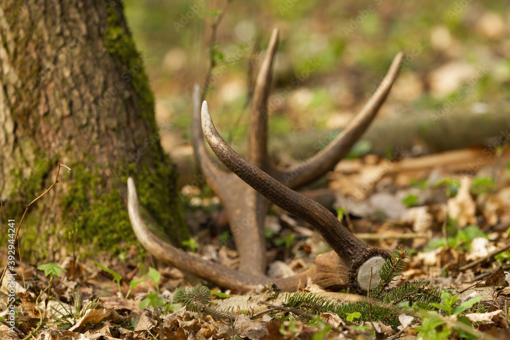 Red deer shed fallen down on leaves by a tree in forest. Close-up of antler from male animal wildlife lying on the ground in spring nature with shallow depth of field.