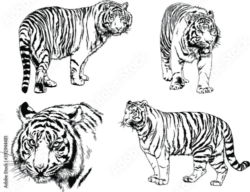 vector drawings sketches different predator   tigers lions cheetahs and leopards are drawn in ink by hand   objects with no background