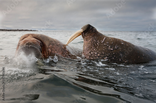 Fighting Walrus, Svalbard, Norway