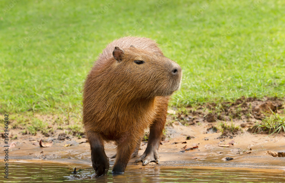 Close up of a Capybara on a river bank Close up of a Capybara on a river bank