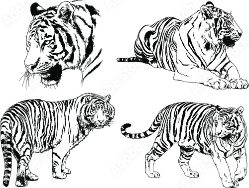 vector drawings sketches different predator   tigers lions cheetahs and leopards are drawn in ink by hand   objects with no background