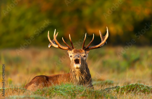 Close-up of a red deer stag calling during rutting season in autumn © giedriius