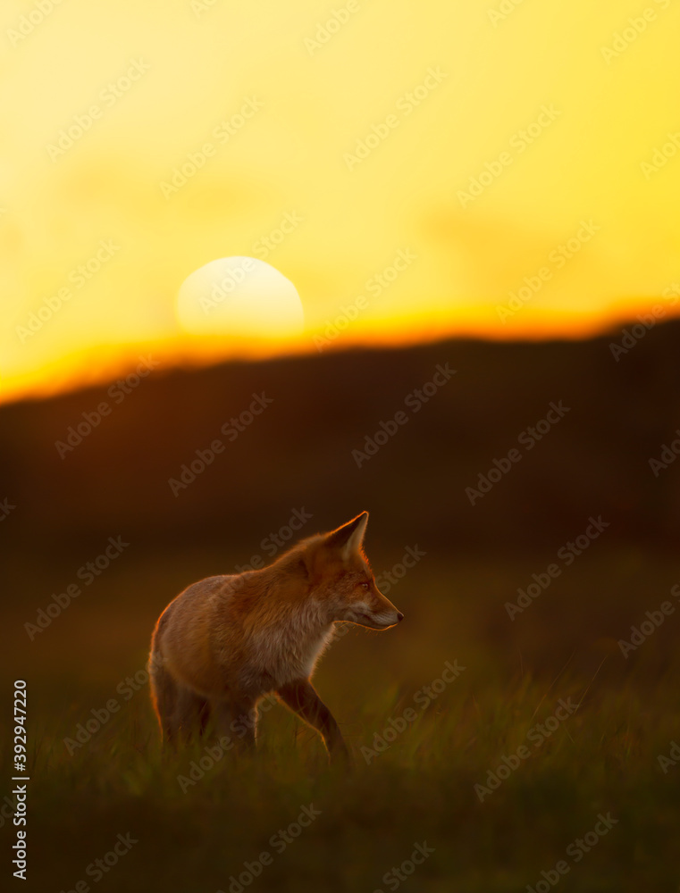Close up of a red fox at sunset Close up of a red fox at sunset