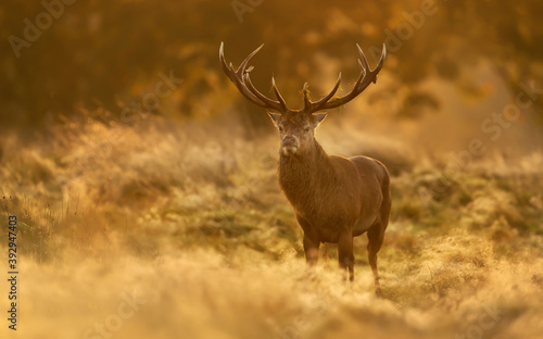 Red Deer stag at sunrise