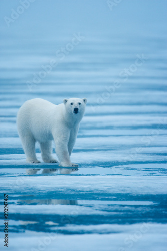 Polar Bear  Svalbard  Norway