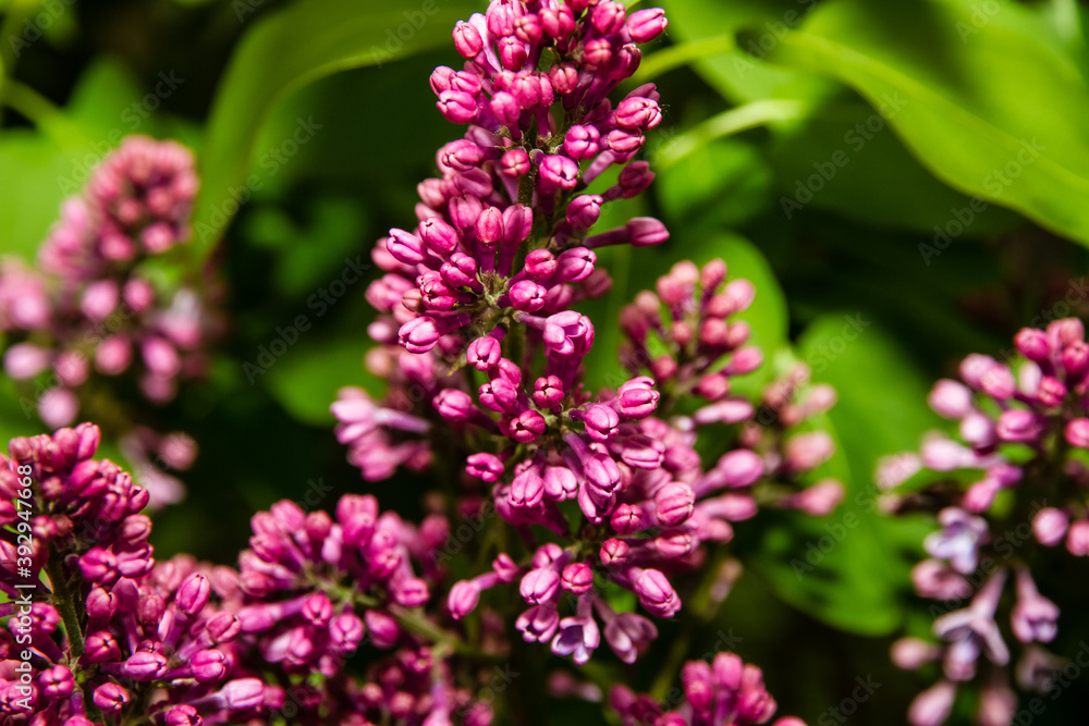 Lilac bush blooms in spring, lilac flowers close up Lilac bush blooms in spring, lilac flowers close up