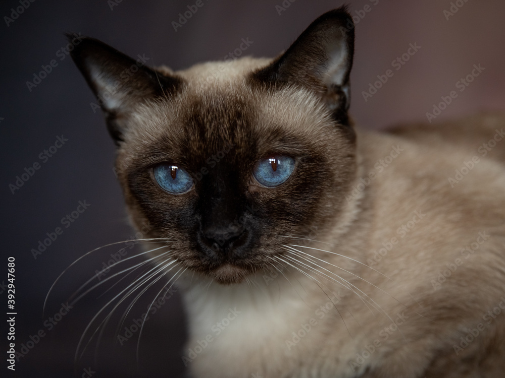 portrait of a Siamese cat with blue eyes