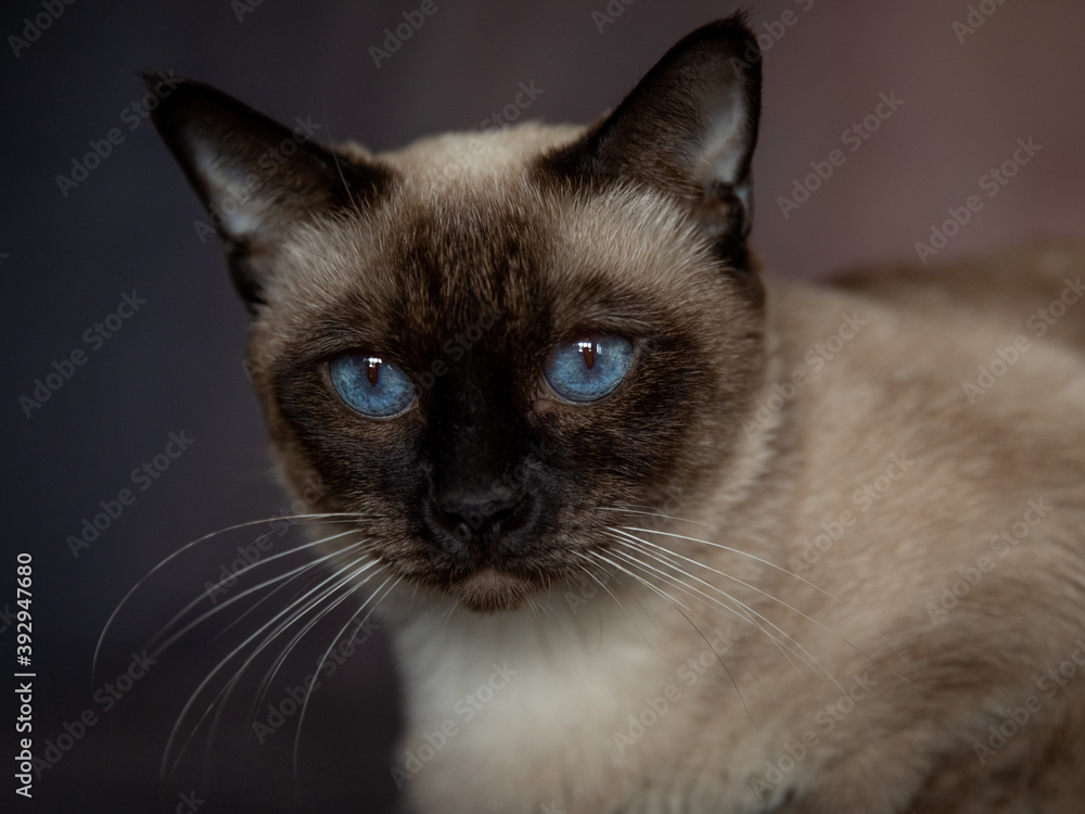 portrait of a Siamese cat with blue eyes portrait of a Siamese cat with blue eyes