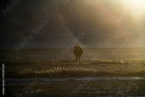 A Lone Cattle against the desert dunset photo