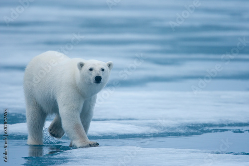 Polar Bear, Svalbard, Norway © Paul